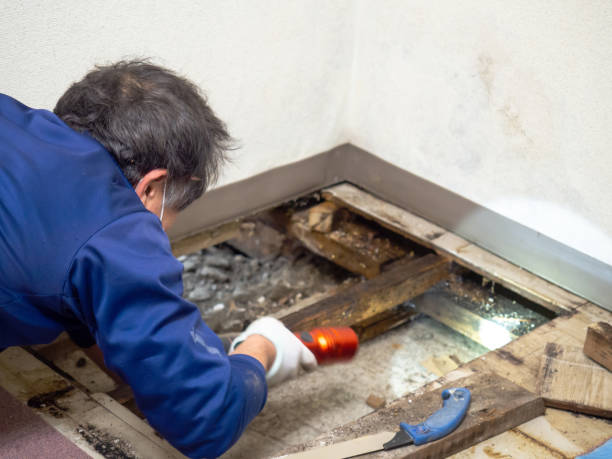 Best Mold Remediation  in Untain Grove, MO