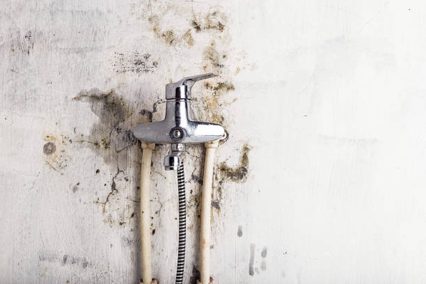 Office Mold Removal Services in Mountain Grove, MO