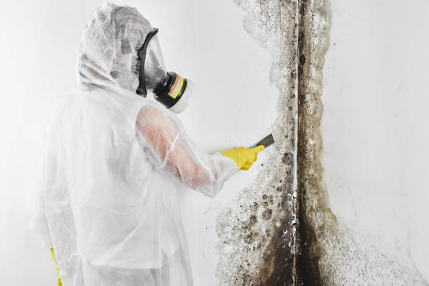 Best Toxic Mold Removal  in Untain Grove, MO