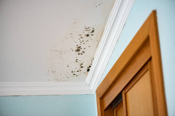 Best Residential Mold Removal  in Untain Grove, MO