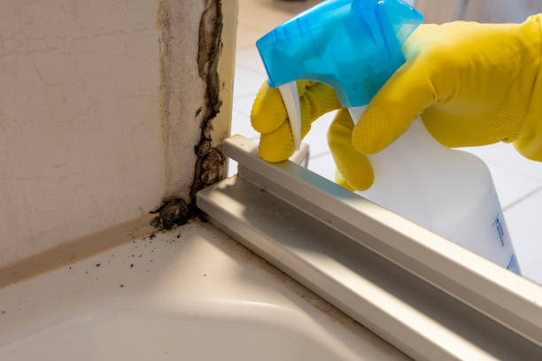 Attic Mold Removal in Mountain Grove, MO