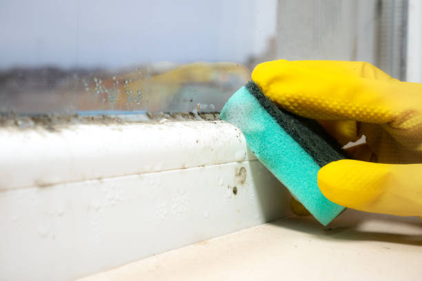 Best Local Mold Removal Service  in Untain Grove, MO