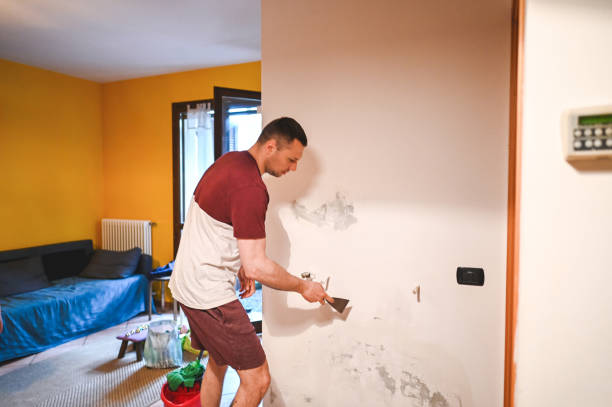Best Black Mold Removal  in Untain Grove, MO