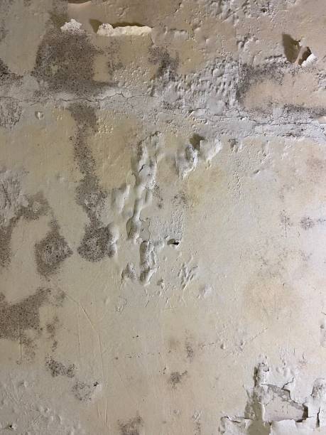 Best Mold Removal Specialists  in Untain Grove, MO
