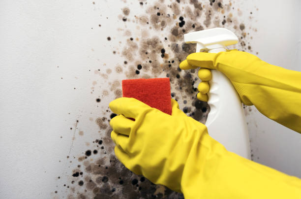 Best Crawl Space Mold Removal  in Untain Grove, MO
