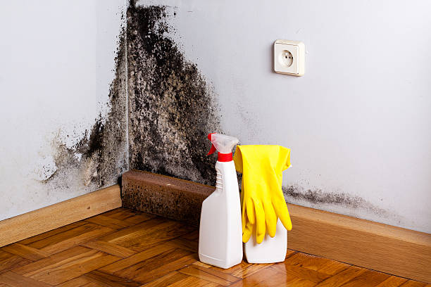 Best Home Mold Removal  in Untain Grove, MO