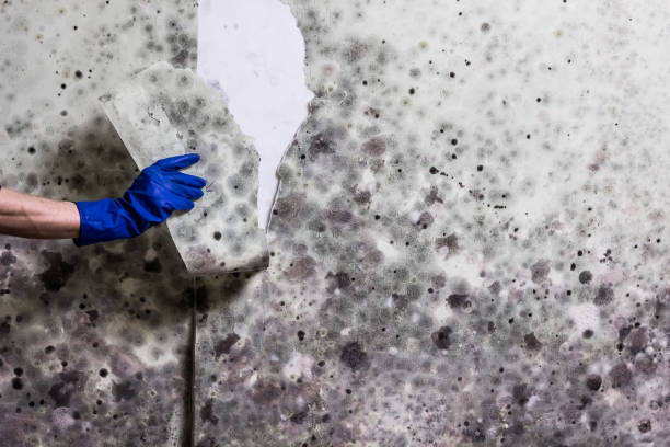 Best Mold Cleaning Services  in Untain Grove, MO