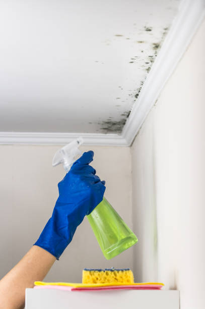 Best Affordable Mold Removal  in Untain Grove, MO
